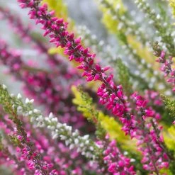 Heather 'Erica' 1.5L 5 Heather 'Erica' 1.5L -Kent & Stowe butik 9026588 back 1200Wx1200H