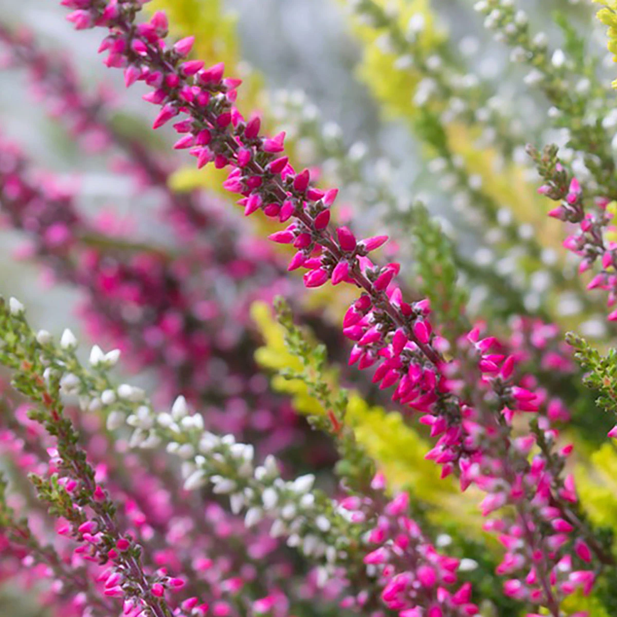 Heather 'Erica' 1.5L 3 Heather 'Erica' 1.5L - Billede 3