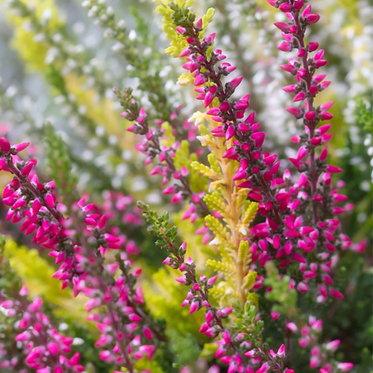 Heather 'Erica' 1.5L 2 Heather 'Erica' 1.5L - Billede 2