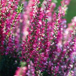 Heather 'Erica' 1.5L