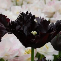 Tulip Black Parrot 15 Bulbs