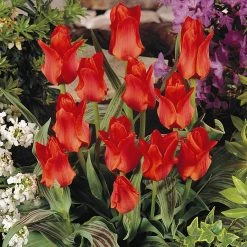 Tulip Red Riding Hood