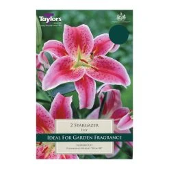Taylors Lily Stargazer