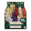 Taylors Gladioli Mix (25 Bulbs)
