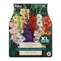 Taylors Gladioli Mix (25 Bulbs)