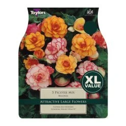 Taylors Picotee Mixed Begonia Bulbs (5 Pack)