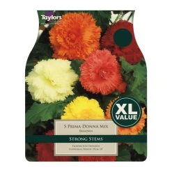 Taylors Prima Donna Mixed Begonias (5 Pack)