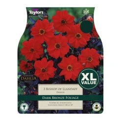 Taylors Bishop Of Llandaff Dahlia (4 Pack)