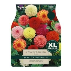 Taylors Pompon & Ball Dahlia Bulbs (5 Pack)