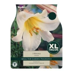 Taylors Regal Lilium (3 Pack)