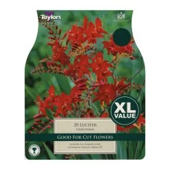 Taylors Lucifer Crocosmia Bulbs (18)