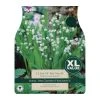 Taylors Lily Of The Valley Bulbs (12 Pack)