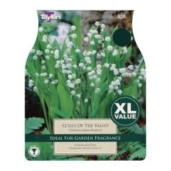 Taylors Lily Of The Valley Bulbs (12 Pack)