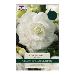 Taylors Double White Begonias (3 Pack)