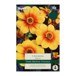 Taylors Sunshine Dahlia Bulb (Singular)