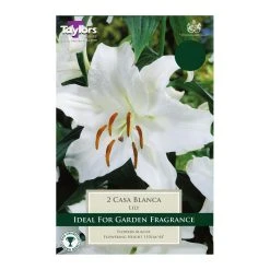 Taylors Lily Casa Blanca Bulbs (2 Pack)