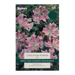 Taylors Lily Speciosum Rubrum Bulbs