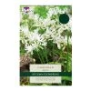 Taylors Nerine Alba Ella K