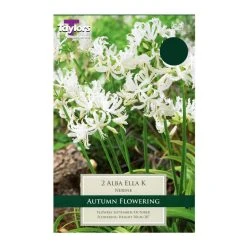 Taylors Nerine Alba Ella K