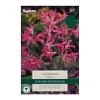 Taylors Nerine Bowdenii Bulbs (3 Pack)