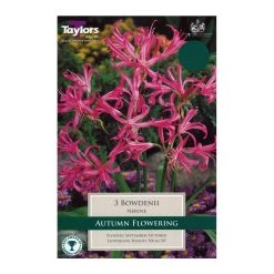 Taylors Nerine Bowdenii Bulbs (3 Pack)