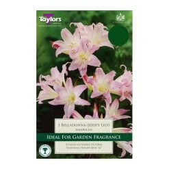 Taylors Amaryllis Belladonna (Jersey Lily)