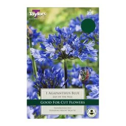 Taylors Agapanthus Blue (Lily Of The Nile)