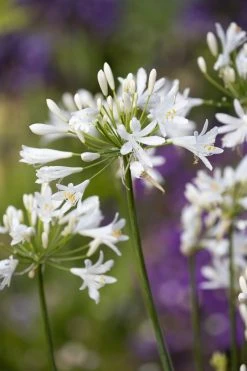 Bulbs Agapanthus Whte (1)
