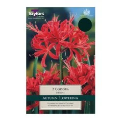 Taylors Nerine Codora