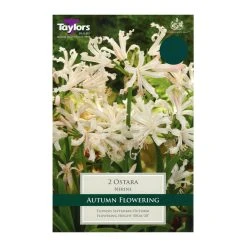 Taylors Nerine Ostara