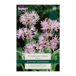 Taylors Nerine Undulata Crispa