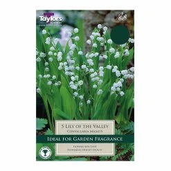 Taylors Convallaria Majalis (Lily Of The Valley)
