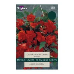 Taylors Begonia Giant Cascading Orange Bulbs