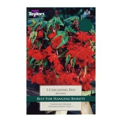 Taylors Begonia Giant Cascading Red Bulbs