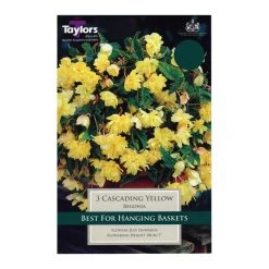 Taylors Begonia Giant Cascading Yellow Bulbs