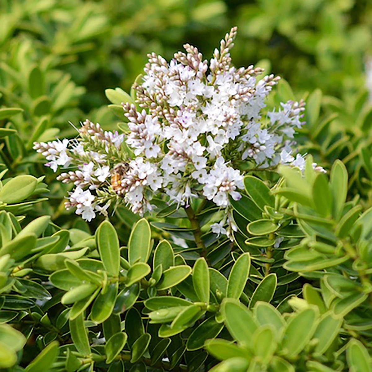 Hebe 'Wiri Mist' 2L 3 Hebe 'Wiri Mist' 2L - Billede 3