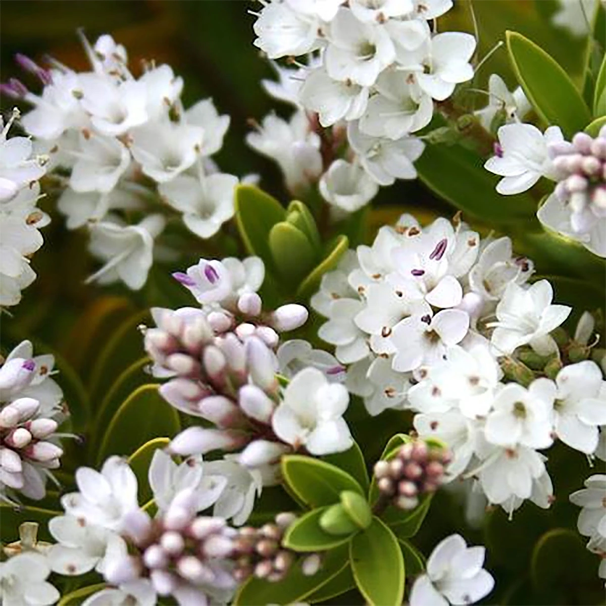 Hebe 'Wiri Mist' 2L 1 Hebe 'Wiri Mist' 2L