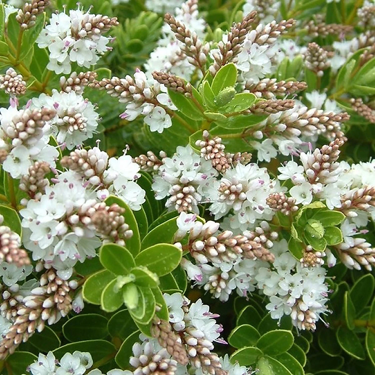 Hebe 'Wiri Mist' 2L 2 Hebe 'Wiri Mist' 2L - Billede 2