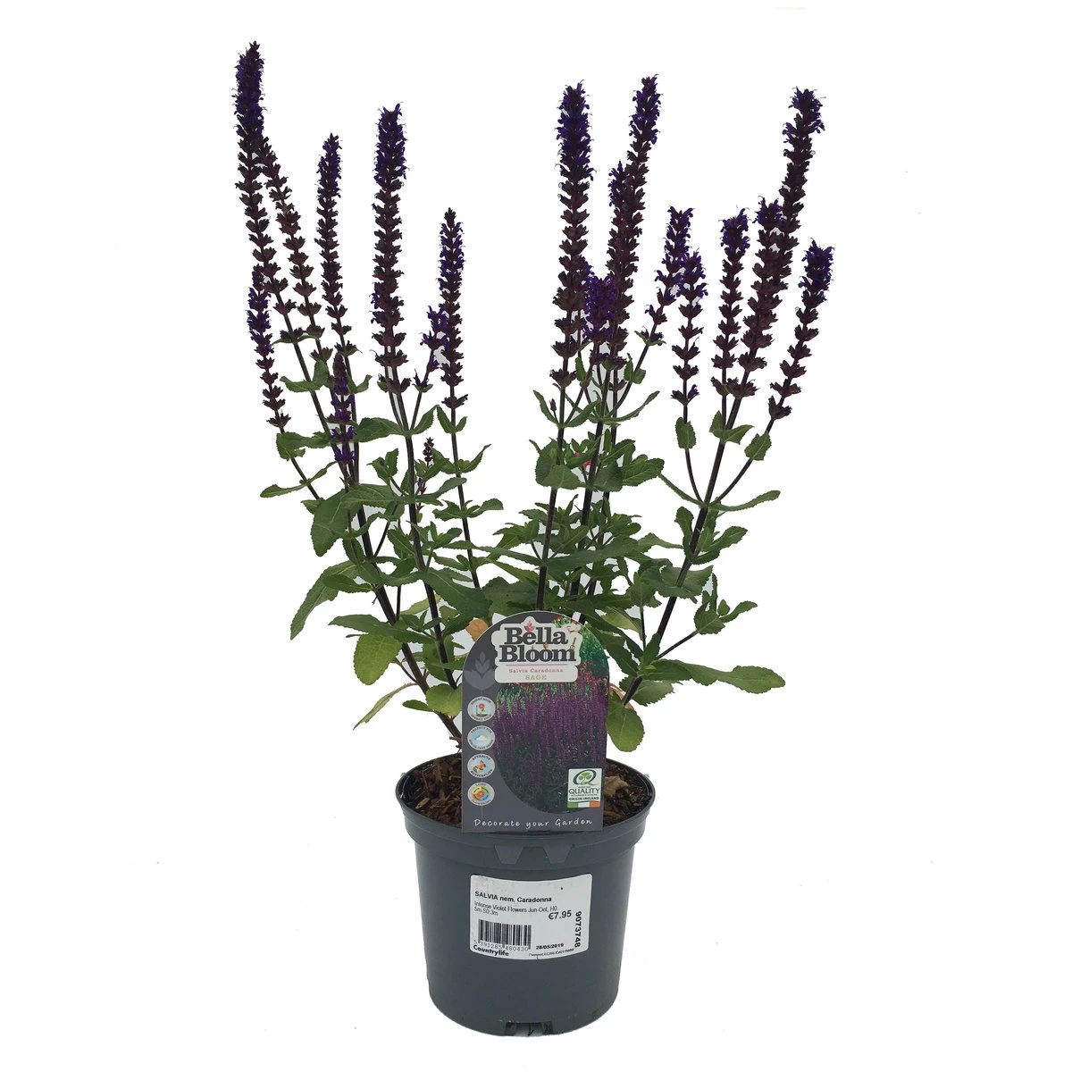 Salvia Caradona Sage 2L Plant 1 Salvia Caradona Sage 2L Plant
