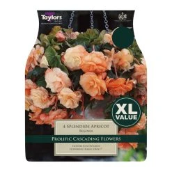 Taylors Splendide Apricot Begonia Bulbs (4 Pack)
