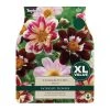 Taylors Mixed Collerette Dahlia (3 Pack)