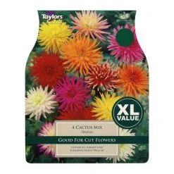 Taylors Mixed Cactus Dahlia Bulbs (4 Pack)
