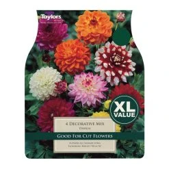 Taylors Decorative Mixed Dahlia Bulbs (4 Pack)
