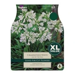 Taylors White Agapanthus Bulbs (3 Pack)