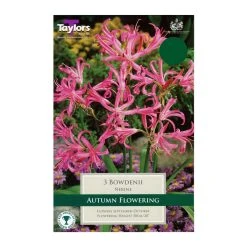 Taylors Nerine Bowdenii