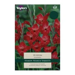Taylors Gladioli Nanus Atom Bulbs