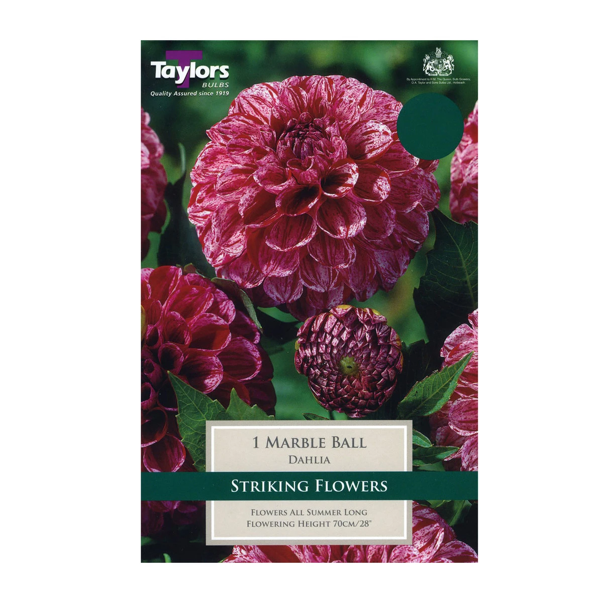 Taylors Dahlia Marble Ball Bulb 1 Taylors Dahlia Marble Ball Bulb