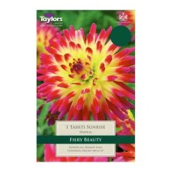 Taylors Dahlia Tahiti Sunrise