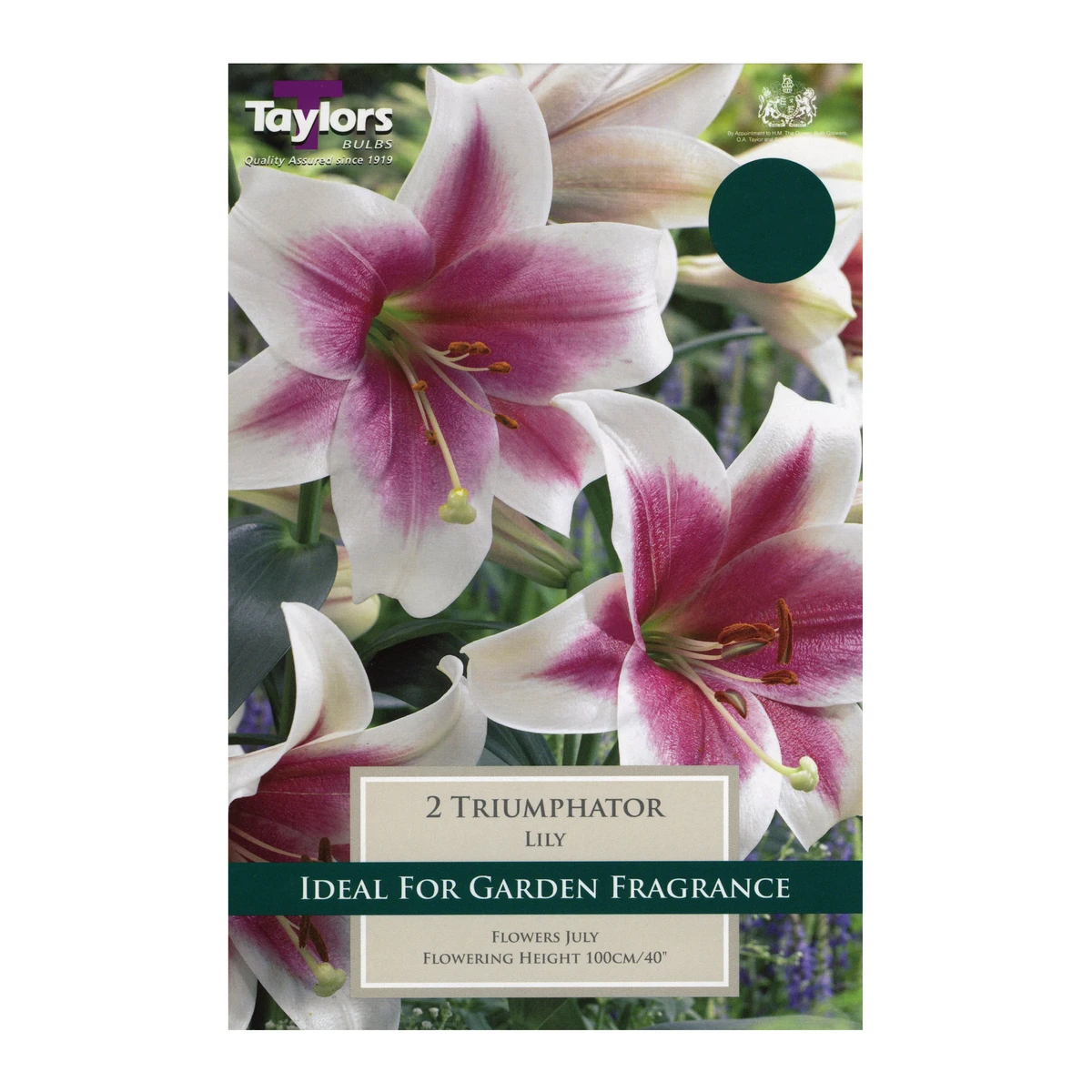 Taylors Lily Triumphator Bulbs 1 Taylors Lily Triumphator Bulbs