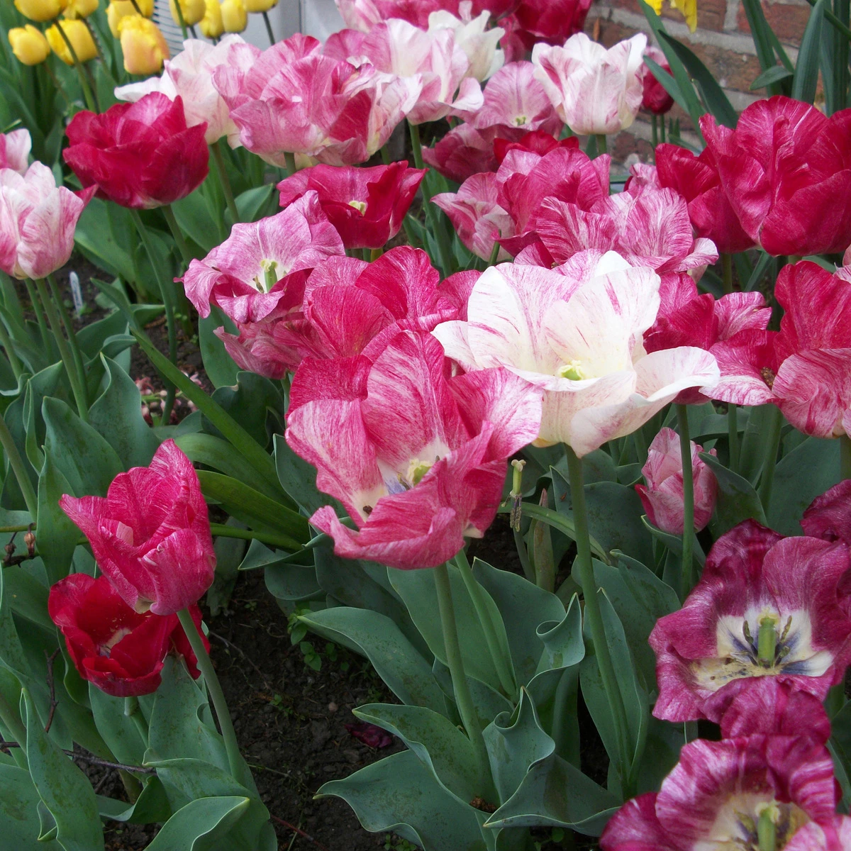 Tulip Hemisphere 1 Tulip Hemisphere